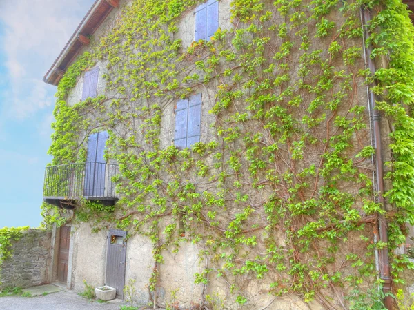 Дом стены с виноградной лозой — стоковое фото