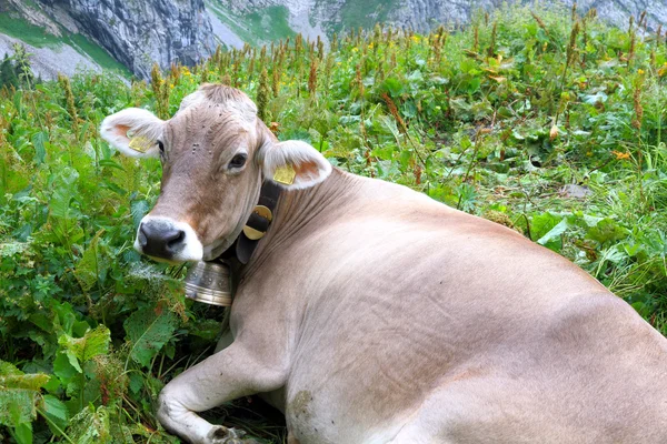 Vaca acostada marrón con campana —  Fotos de Stock