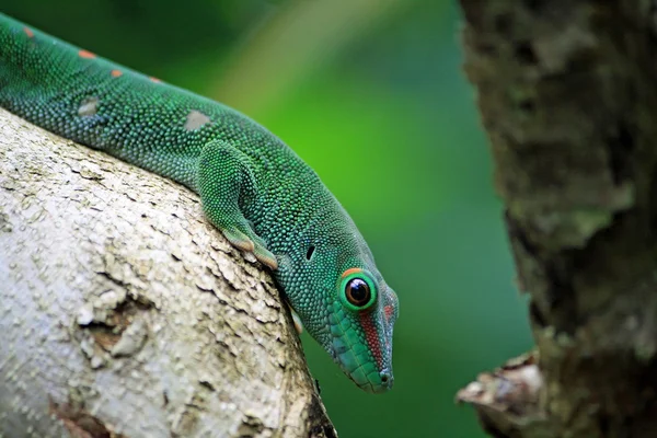 Grüner Taggecko sitzt auf Rüssel — Stockfoto