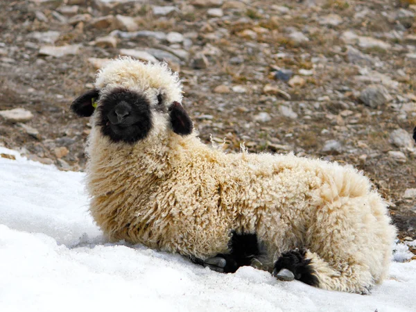 Blacknose lamb lying — Stock Photo, Image