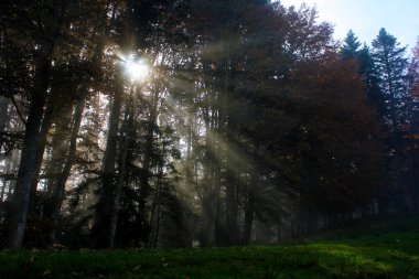 ağaçlar arasında güneş ışınları