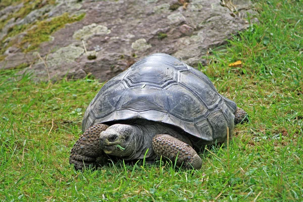 Reus aardschildpad — Stockfoto