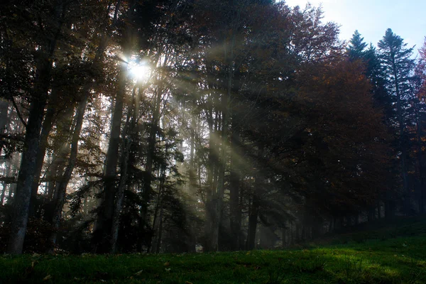 Sun beams through trees
