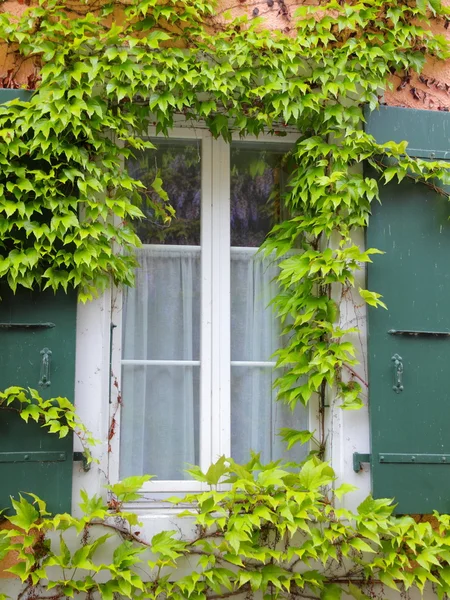 Виноградное окно — стоковое фото