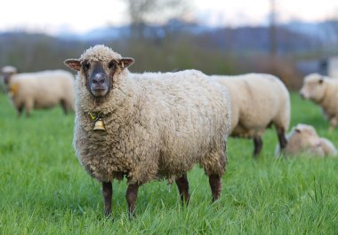 Long haired sheep with bell clipart