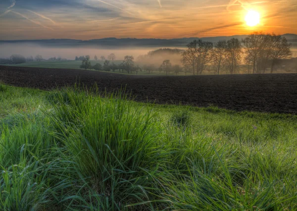 Dewy gras bij zonsopgang met mist — Stockfoto