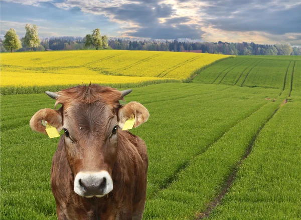 Vaca em frente a campos de varrimento — Fotografia de Stock