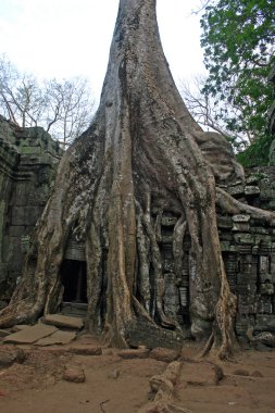 Ta Phrom temple overgrown by giant tree roots clipart