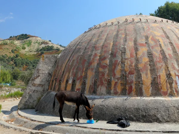 Donkey feeds besides bunker in Albania — Stock Photo, Image