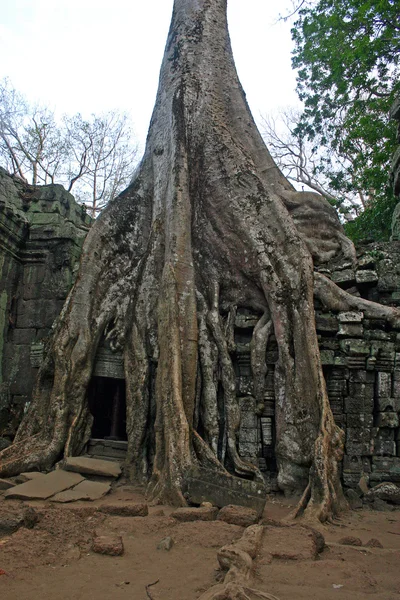 Ta phrom 寺的排挤下巨树的根 — 图库照片