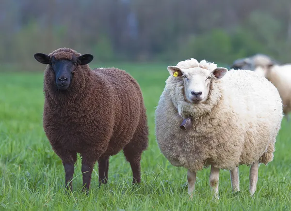 Черно-белая овца — стоковое фото