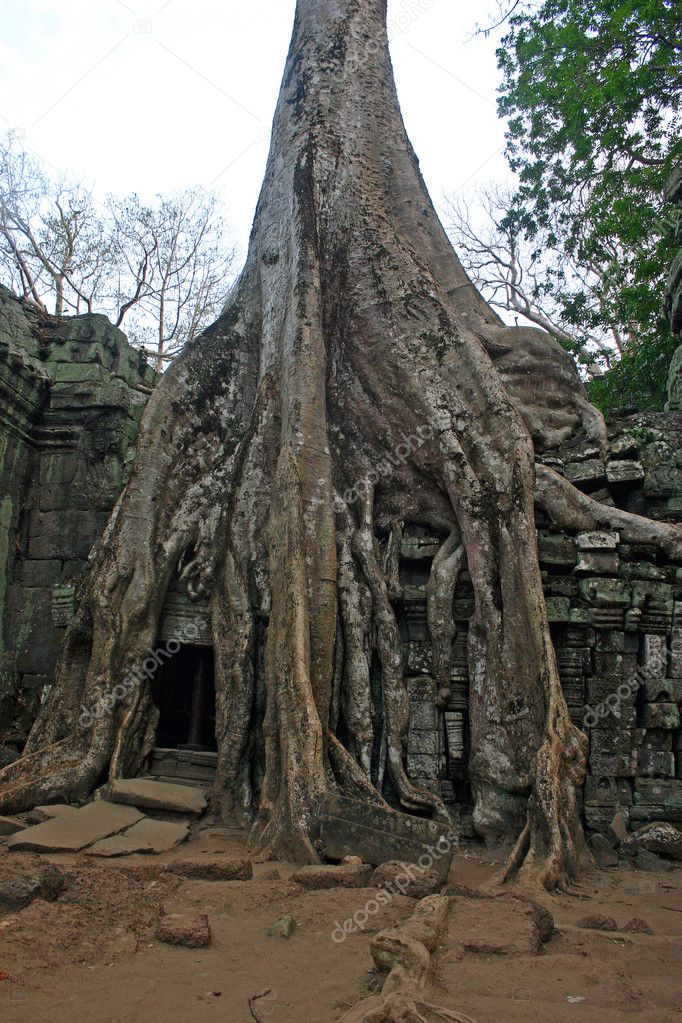 Ta Phrom temple overgrown by giant tree roots