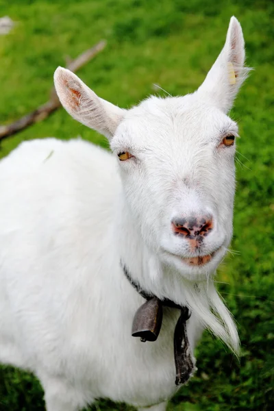 Close up de cabra branca — Fotografia de Stock