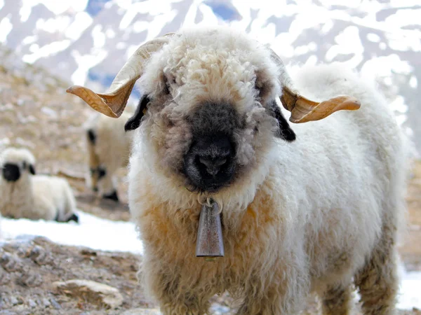 Young blacknose sheep with bell — Stock Photo, Image