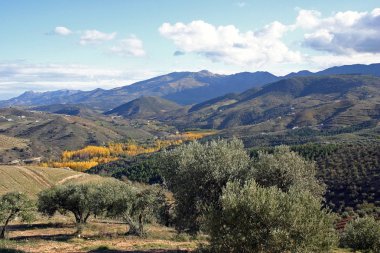 dağlık manzara içinde zeytin ağaçları