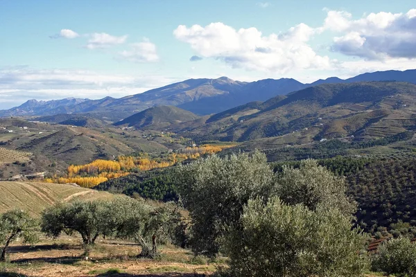 橄榄树在山区的风景 — 图库照片