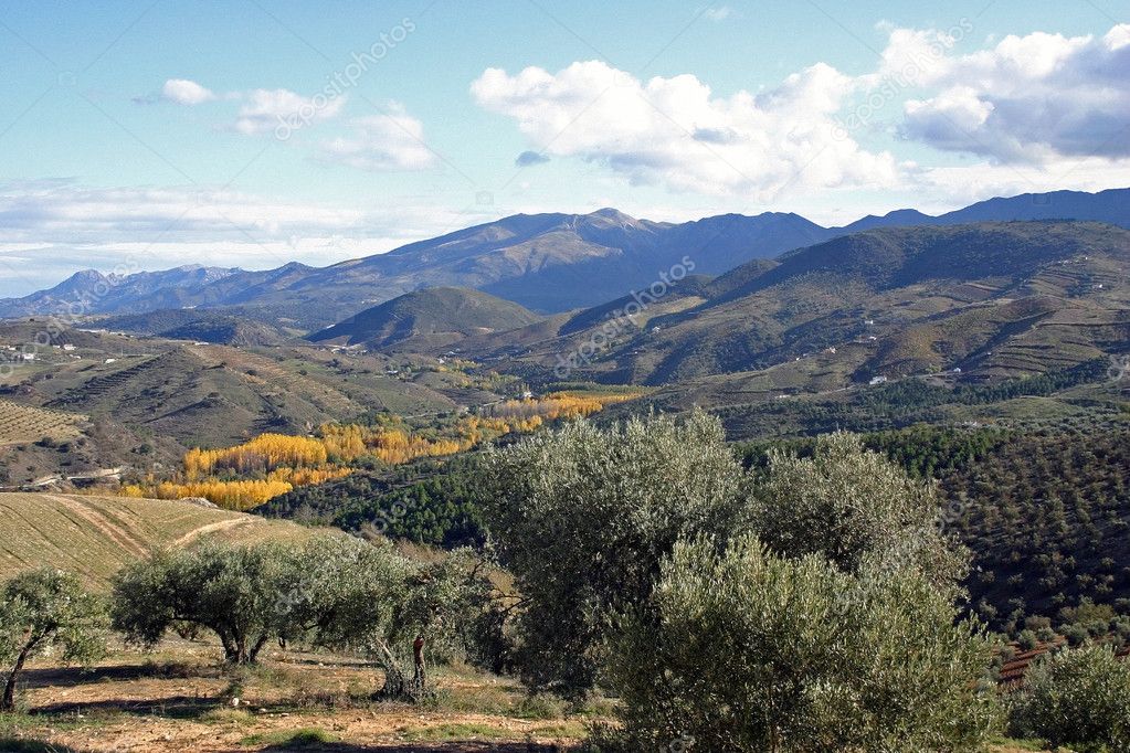 Olive trees in mountainous scenery