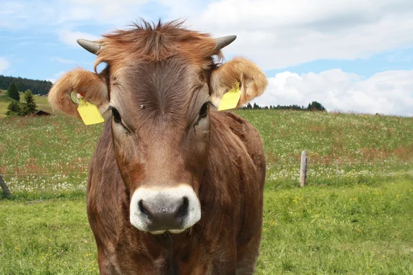 Vaca marrón de cerca —  Fotos de Stock
