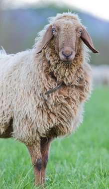 Long haired sheep portrait clipart