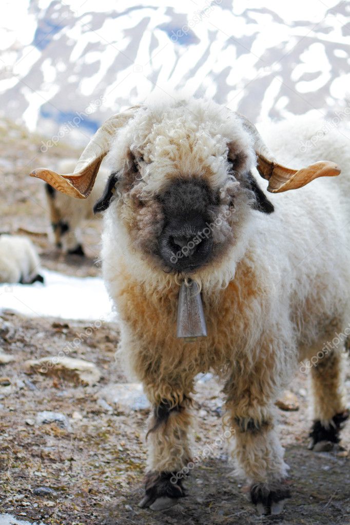 Young blacknose sheep with bell
