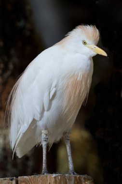 Beyaz sığır balıkçıl bubulcus Ibis