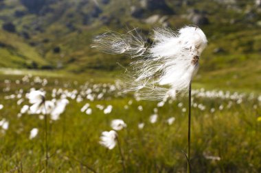 White flowered cotton grass clipart