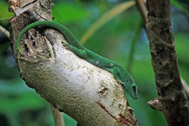 ağaç gövdesi üzerinde yeşil gün gecko