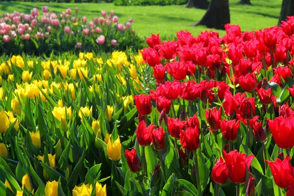 Meadow of red and yellow tulips — Stock Photo, Image