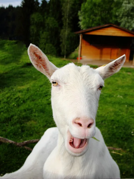 White goat complains — Stock Photo, Image