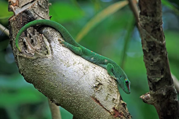 Πράσινη ημέρα gecko σε κορμό δέντρου — Φωτογραφία Αρχείου