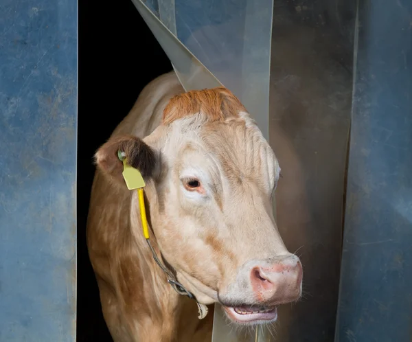 Корова проверяет погоду снаружи — стоковое фото