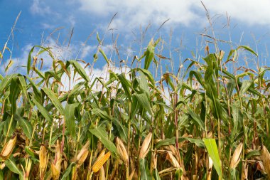 Cornfield with summer sky clipart