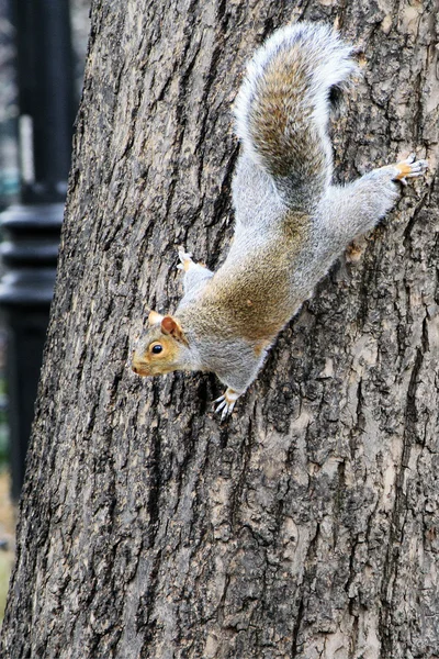 Esquilo cinzento em um tronco de árvore — Fotografia de Stock