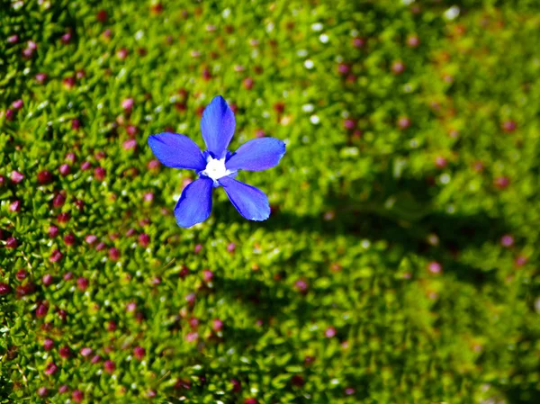 Una sola flor de genciana azul en la pérdida —  Fotos de Stock