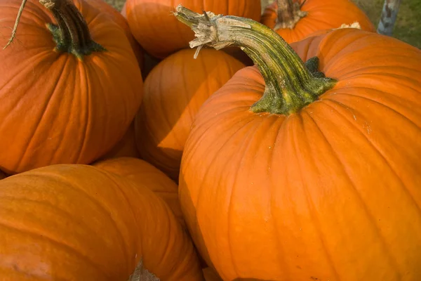 stock image Pumpkins