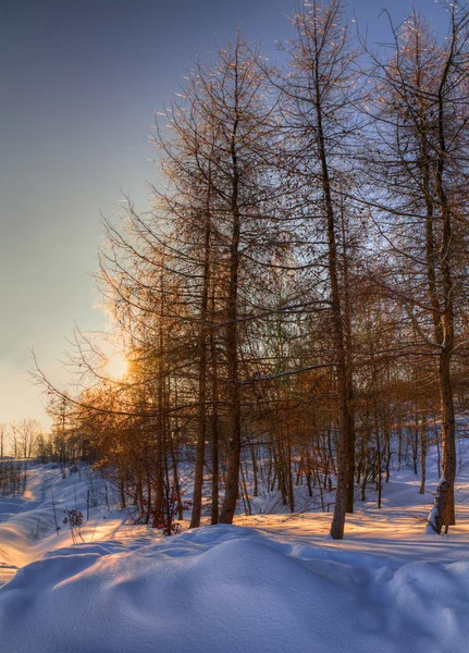 Ice crusted copaci lumina de fundal — Fotografie, imagine de stoc