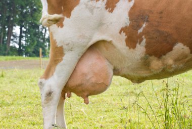 Udder of a young, brown cow clipart