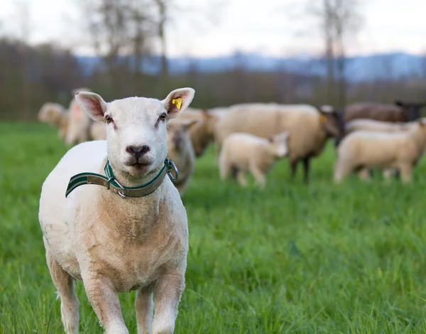 Sheared sheed on pasture — Stock Photo, Image