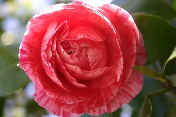 Červená růže zblízka — Stock fotografie