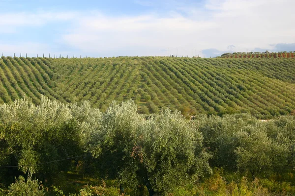 Fileiras puras de uvas com oliveiras — Fotografia de Stock