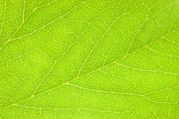 Tekstura tło zielony liść makro — Zdjęcie stockowe