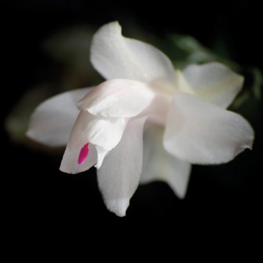 Thanksgiving or Christmas Cactus Flower Macro Closeup clipart