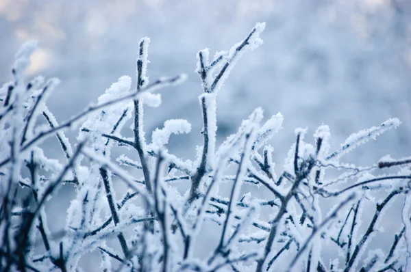 Снежные ветви в голубом — стоковое фото