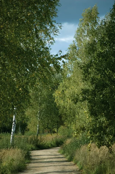 Alter Waldweg, alter verwitterter Asphaltweg, großes Arboretum, ruhiger