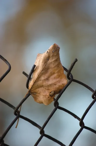 stock image Fallen yellow autumn linden limetree leaf caught on rusty wire mesh fence