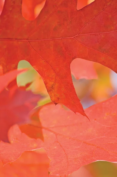 Červeného dubu listí v podzimním makra — Stock fotografie
