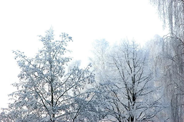 完璧な冬の日と分離された新しい雪 — ストック写真