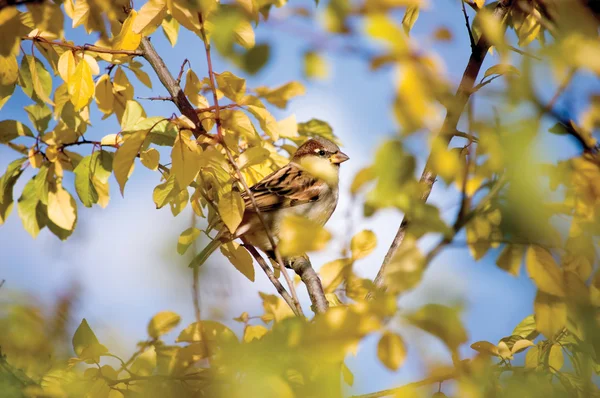 Esconderijo de pássaros de pardal — Fotografia de Stock