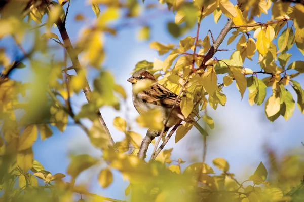Vrabec pták (Passer domesticus) v podzimní stromy — Stock fotografie