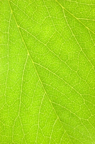 Green Leaf Macro Background Texture — Stock Photo, Image